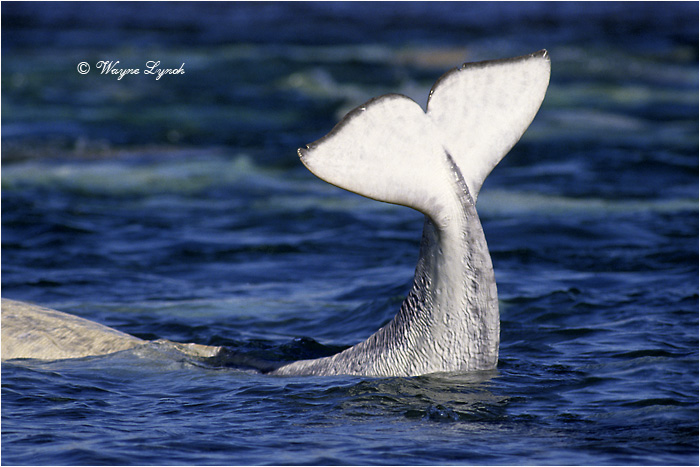 Beluga Whale 105 by Dr. Wayne Lynch &copy;